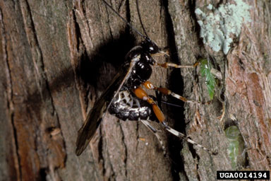 Ichneumonid wasp (Itoplectis conquisitor ) on baldcypress leafroller (Archips goyerana ) - 0014194