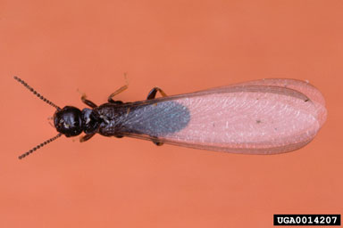 native subterranean termite, Reticulitermes virginicus  (Isoptera: Rhinotermitidae) - 0014207