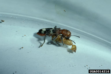 checkered beetle, Thanasimus dubius  (Coleoptera: Cleridae) - 0014216