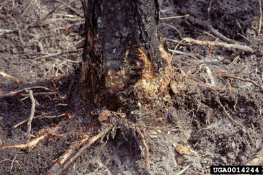 fire on longleaf pine (Pinus palustris ) - 0014244