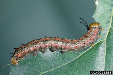 spiny oakworm, Anisota stigma  (Lepidoptera: Saturniidae) - 0014254
