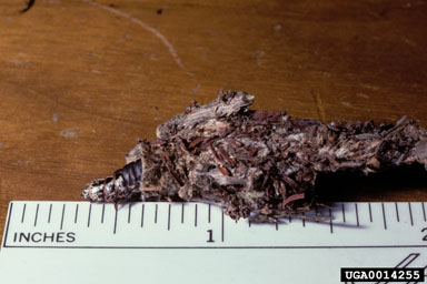 bagworm, Thyridopteryx ephemeraeformis  (Lepidoptera: Psychidae) - 0014255