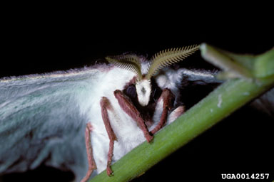 luna moth, Actias luna  (Lepidoptera: Saturniidae) - 0014257