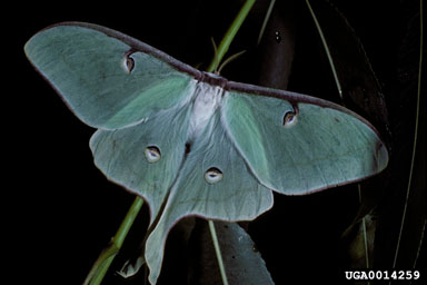 luna moth, Actias luna  (Lepidoptera: Saturniidae) - 0014259