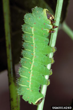 luna moth, Actias luna  (Lepidoptera: Saturniidae) - 0014260