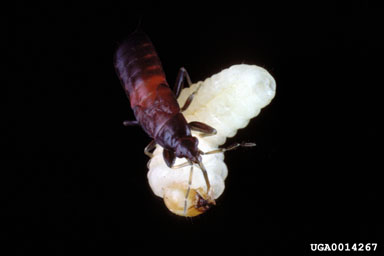 Anthocorid bug (Scoloposcelis flavicornis ) on southern pine beetle (Dendroctonus frontalis ) - 0014267