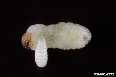 ants, bees, sawflies, wasps, and allies (  ) on Ips engraver beetles (Ips spp. ) - 0014272