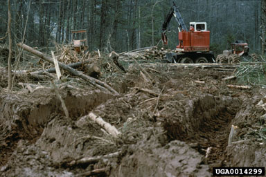 logging damage,    (Abiotic: Other abiotic damage) - 0014299