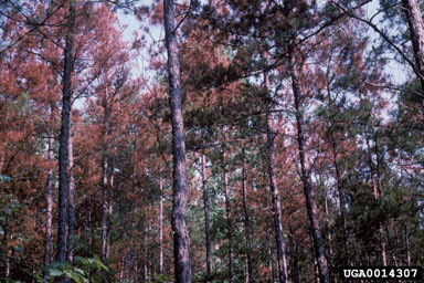 southern pine beetle, Dendroctonus frontalis  (Coleoptera: Curculionidae) - 0014307
