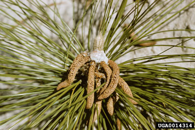 blister coneworm (Dioryctria clarioralis ) on longleaf pine (Pinus palustris ) - 0014314
