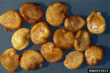 African boxthorn, Lycium ferocessimum  (Solanales: Solanaceae) - 0015013