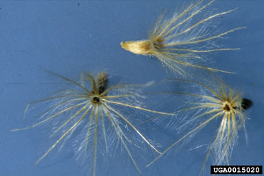 coat buttons, Tridax procumbens  (Asterales: Asteraceae) - 0015020