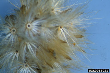 coat buttons, Tridax procumbens  (Asterales: Asteraceae) - 0015021