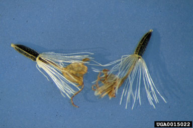 mile-a-minute, Mikania micrantha  (Asterales: Asteraceae) - 0015022