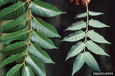 tree-of-heaven, Ailanthus altissima  (Sapindales: Simaroubaceae) - 0016005