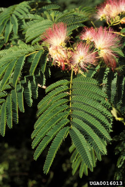 mimosa, Albizia julibrissin  (Fabales: Fabaceae (Leguminosae)) - 0016013