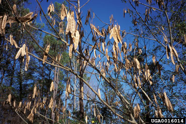 mimosa, Albizia julibrissin  (Fabales: Fabaceae (Leguminosae)) - 0016014