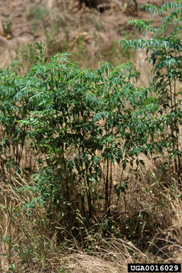 chinaberry, Melia azedarach  (Sapindales: Meliaceae) - 0016029