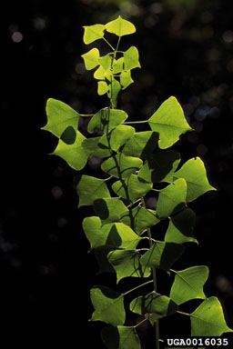 Chinese tallowtree, Triadica sebifera  (Euphorbiales: Euphorbiaceae) - 0016035