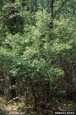 autumn-olive, Elaeagnus umbellata  (Rhamnales: Elaeagnaceae) - 0016042
