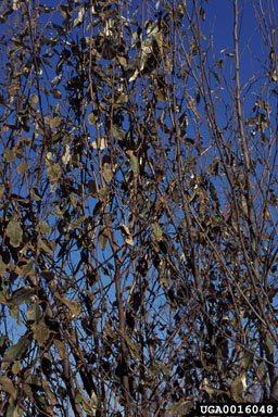 autumn-olive, Elaeagnus umbellata  (Rhamnales: Elaeagnaceae) - 0016048