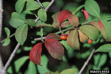 winged burning bush, Euonymus alatus  (Celastrales: Celastraceae) - 0016052