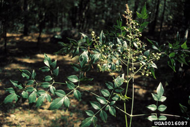 sacred bamboo, Nandina domestica  (Ranunculales: Berberidaceae) - 0016087