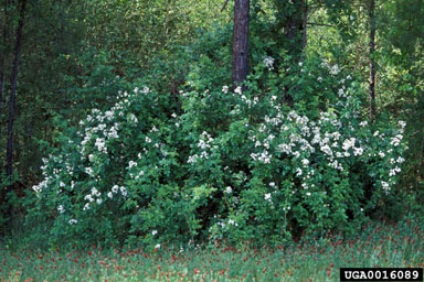 multiflora rose, Rosa multiflora  (Rosales: Rosaceae) - 0016089