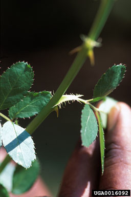 multiflora rose, Rosa multiflora  (Rosales: Rosaceae) - 0016092