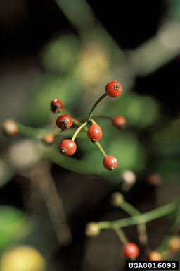 multiflora rose, Rosa multiflora  (Rosales: Rosaceae) - 0016093