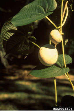 air-potato, Dioscorea bulbifera  (Dioscoreales: Dioscoreaceae) - 0016104