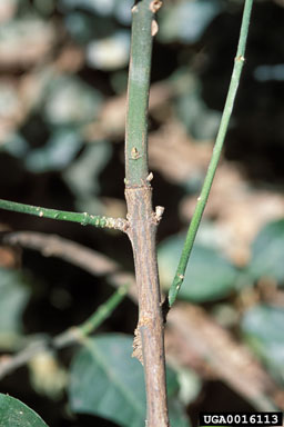 winter creeper, Euonymus fortunei  (Celastrales: Celastraceae) - 0016113