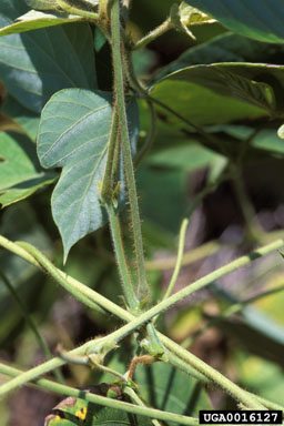 kudzu, Pueraria montana var. lobata (Fabales: Fabaceae (Leguminosae)) - 0016127