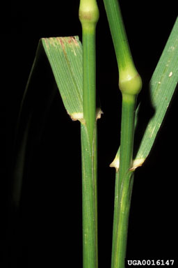 tall fescue, Festuca arundinacea  (Cyperales: Poaceae) - 0016147