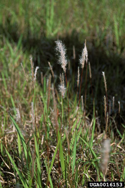 cogongrass, Imperata cylindrica  (Cyperales: Poaceae) - 0016153