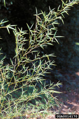 golden bamboo, Phyllostachys aurea  (Cyperales: Poaceae) - 0016170