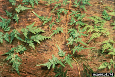 Japanese climbing fern, Lygodium japonicum  (Polypodiales: Lygodiaceae) - 0016176