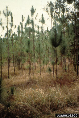 cogongrass (Imperata cylindrica ) on longleaf pine (Pinus palustris ) - 0016200
