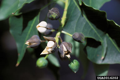 Chinese tallowtree, Triadica sebifera  (Euphorbiales: Euphorbiaceae) - 0016202