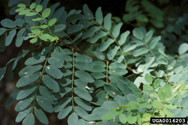 black locust, Robinia pseudoacacia  (Fabales: Fabaceae (Leguminosae)) - 0016203