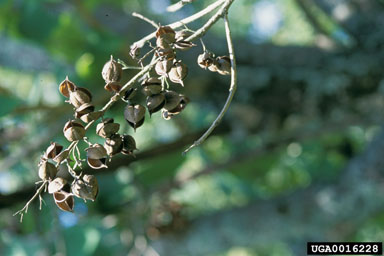 princesstree, Paulownia tomentosa  (Scrophulariales: Scrophulariaceae) - 0016228