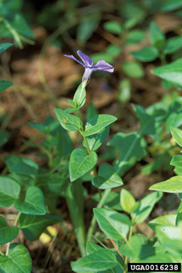 big periwinkle, Vinca major  (Gentianales: Apocynaceae) - 0016238