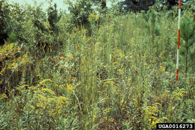 herbicides (general) (  ) on loblolly pine (Pinus taeda ) - 0016273