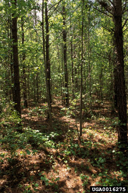 herbicides (general) (  ) on loblolly pine (Pinus taeda ) - 0016275