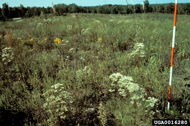herbicides (general) (  ) on loblolly pine (Pinus taeda ) - 0016280