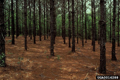 herbicides (general) (  ) on loblolly pine (Pinus taeda ) - 0016288