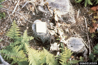 herbicides (general) (  ) on red maple (Acer rubrum ) - 0016329