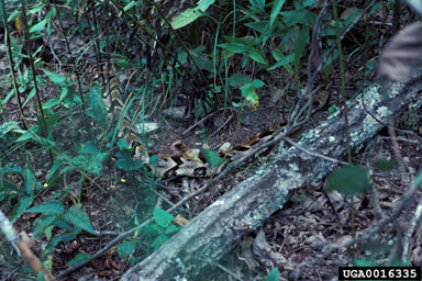 timber rattlesnake, Crotalus horridus  (Squamata: Viperidae) - 0016335
