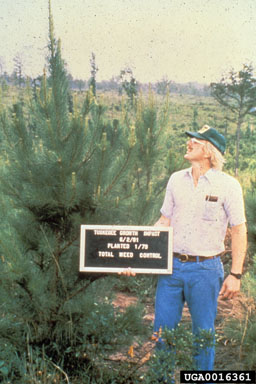 herbicides (general) (  ) on loblolly pine (Pinus taeda ) - 0016361