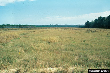 herbicides (general) (  ) on slash pine (Pinus elliottii ) - 0016363